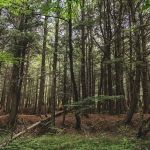 Covered Bridge Campsite