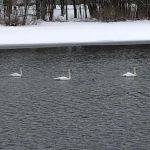 Riverview mobile court llc