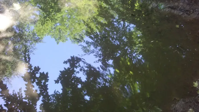 Piney Woods Campsites Picture 4
