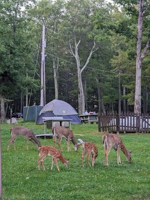 Beaver Pond Campground Picture 4