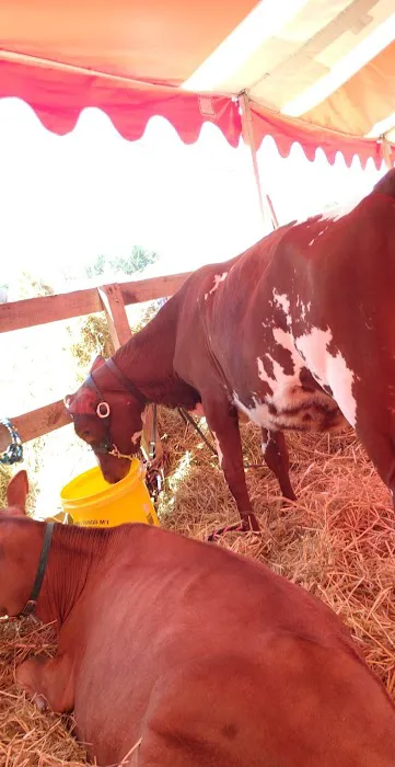 Iroquois Farm Showgrounds Picture 1