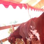 Iroquois Farm Showgrounds