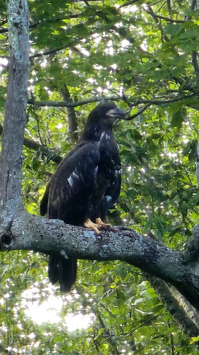 Neversink Sanctuary Picture 8
