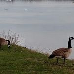 Lynch Park River Point