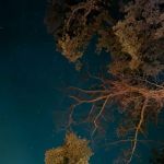 Cedar Pond Campground