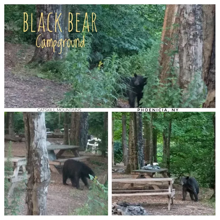 Phoenicia Black Bear Campground Picture 9