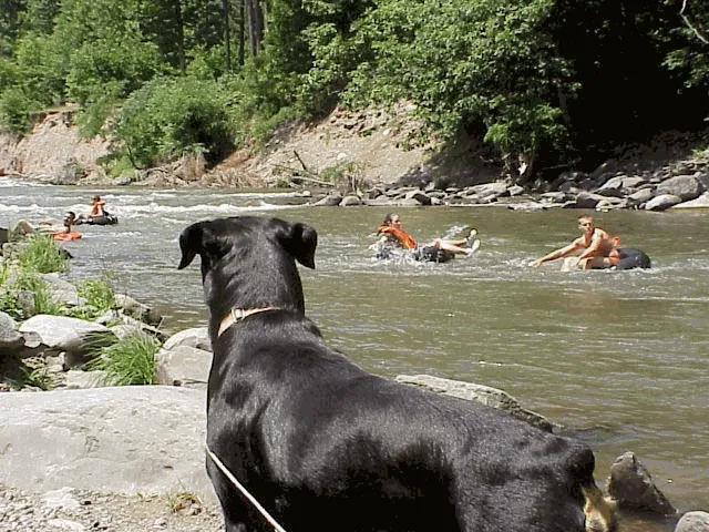 Phoenicia Black Bear Campground Picture 4