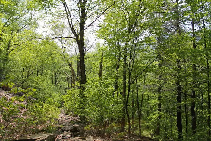Woodland Valley Campground Picture 10