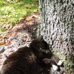 Hidden Acres Campground