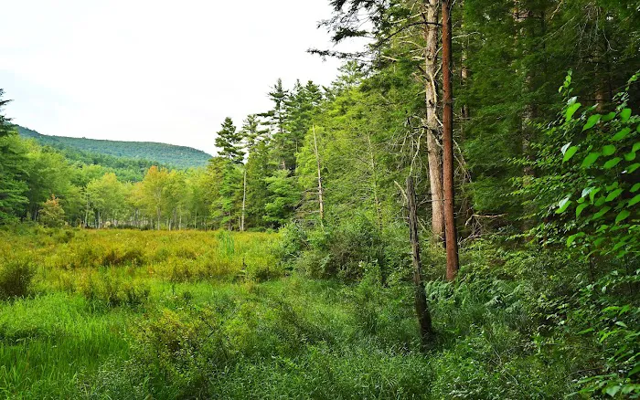 Kenneth L. Wilson Campground Picture 8