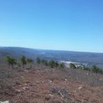 Land & Forest Department
