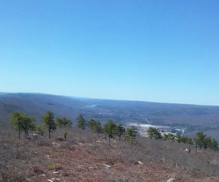 Land & Forest Department