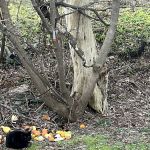 Berkshire Hill Estates