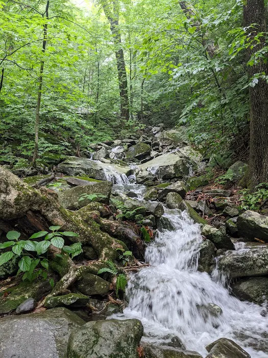Devils Path Trail. Camp Area Picture 8