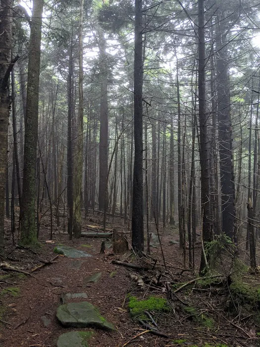 Devils Path Trail. Camp Area Picture 6