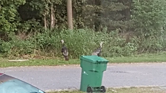 Forest Hills Mobile Home Park Picture 4