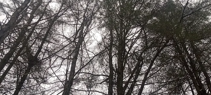 White Pines MHC Picture 5