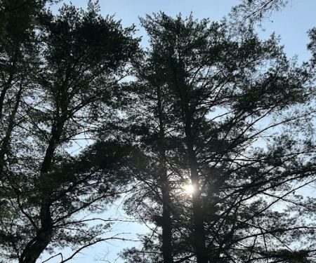 Whispering Pines Campsites & RV Park