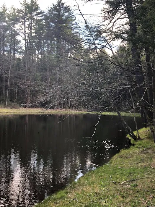 Whispering Pines Campsites & RV Park Picture 3