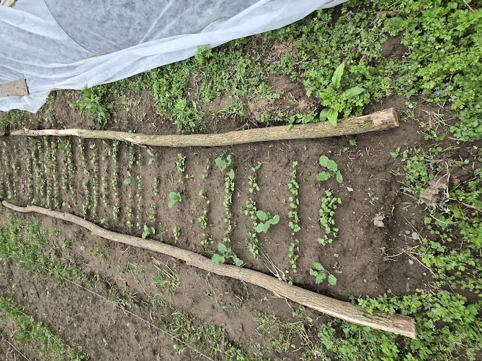 Liberation Farm Picture 9
