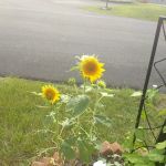 Pyramid Pines Mobile Home Park