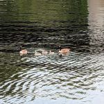 Schuyler Yacht Basin