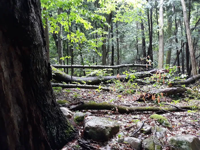 October Mountain State Forest Campground Picture 6
