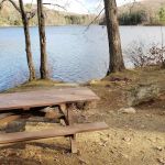 Beartown State Forest Site 11