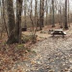 Beartown State Forest Site 12