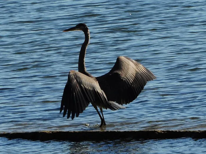 Hoopers Harbor Picture 7