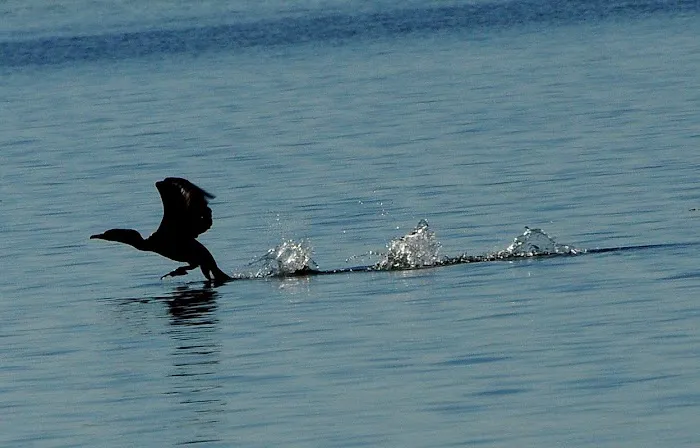 Hoopers Harbor Picture 8