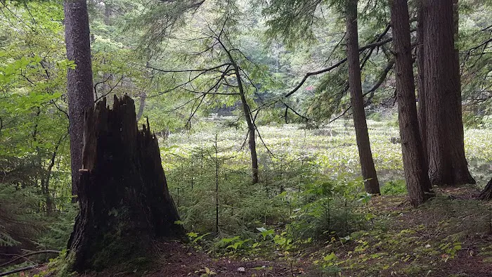 Alger Island Campground Picture 2