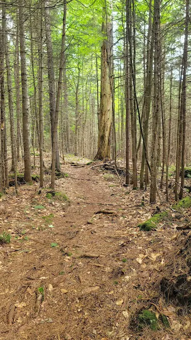 Limekilm campground nature trial Picture 3
