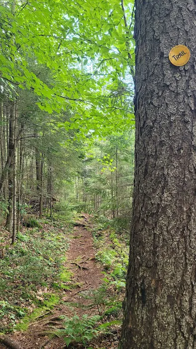 Limekilm campground nature trial Picture 6