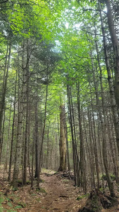 Limekilm campground nature trial Picture 5