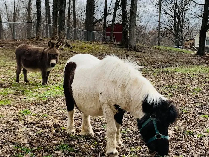 Shadow Hills Farm Picture 10