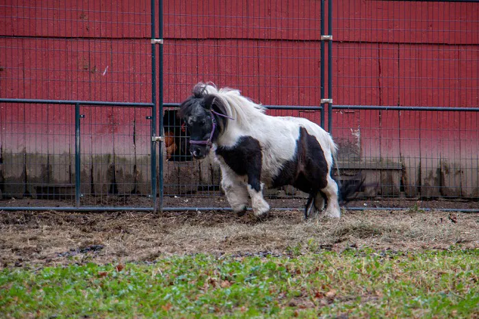 Shadow Hills Farm Picture 4