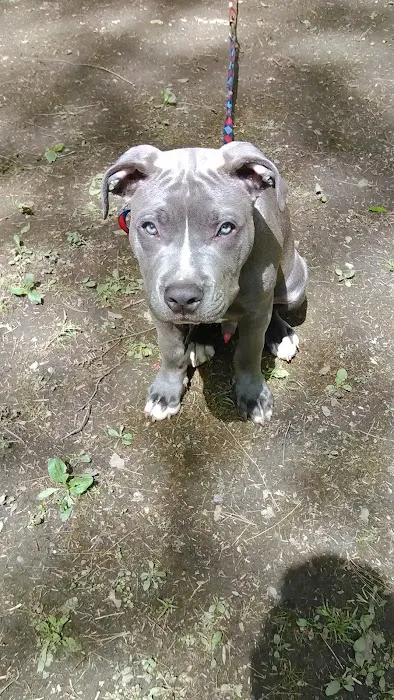 Ponderosa Pine Campground Picture 6