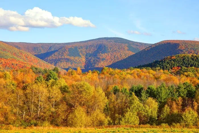 Mt. Greylock Campsite Park Picture 3
