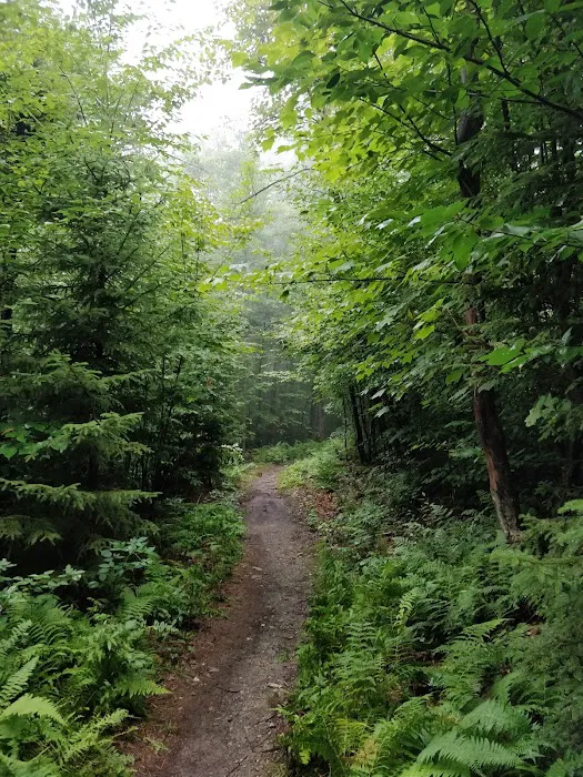 Mt. Greylock Campsite Park Picture 10