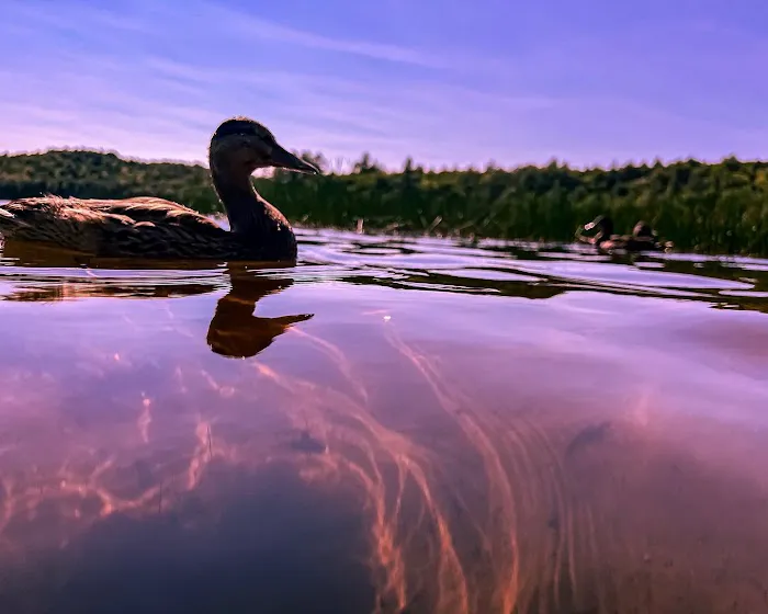 Brown Tract Pond Campground Picture 1