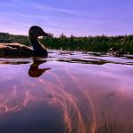 Brown Tract Pond Campground