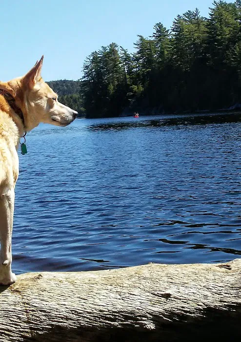 Brown Tract Pond Campground Picture 10