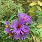 Camp Kelly Campground