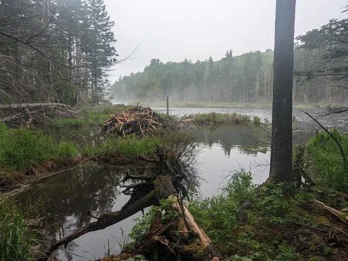 Stratton Pond Tenting Area Picture 5