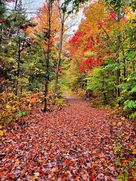 Grout Pond Campsites Picture 4