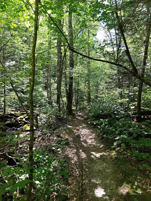 Little Rock Pond Shelter Picture 6