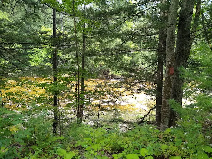 Winhall Brook Campground Picture 5