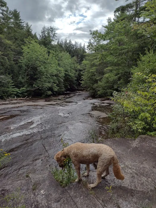 Bear Slide Picture 4