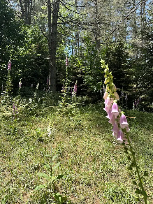 Tioga Point Campground - Lean-To - Site #8 Picture 6